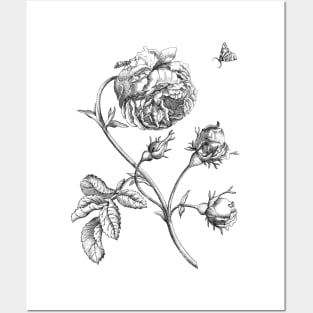 Rose Flower Vinatge Botanical Illustration Posters and Art